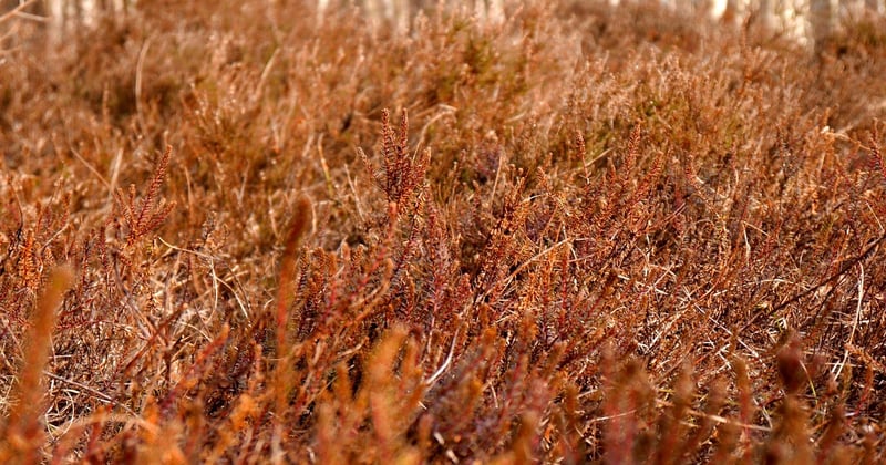Wie hoch darf eine rote Leuchte sein? Die klare Antwort