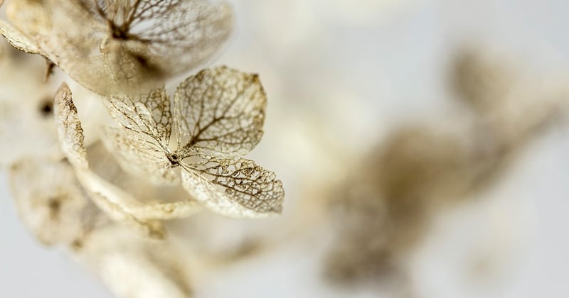 Hortensien trocknen: So bleiben die Blüten ewig schön