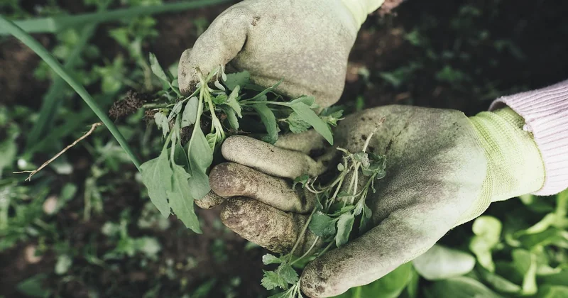 CBG vs. CBD vs. THC: der direkte Vergleich