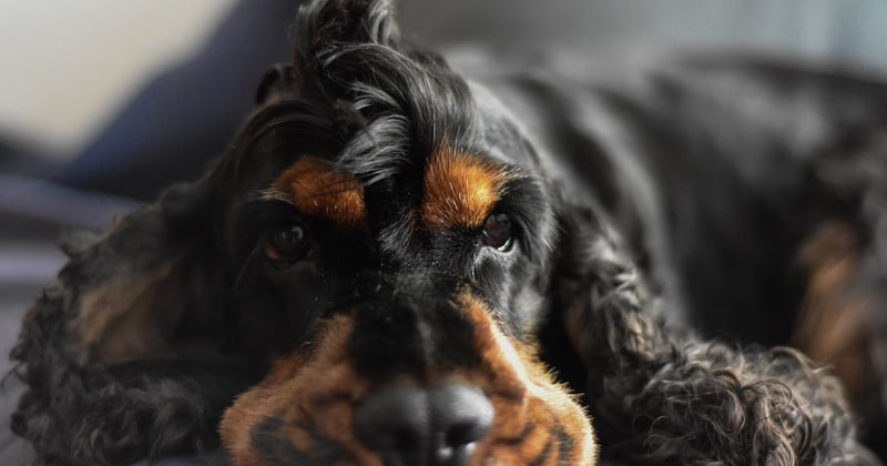 Hund abgeben wegen Überforderung: So triffst du die richtige Entscheidung