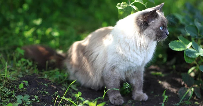 Welche Farbe mögen Katzen am liebsten?