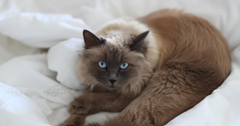 Welche Farben erkennen Katzen nicht?