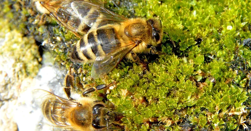 Männchen, Weibchen, Fortpflanzung: die ungleiche Rollenverteilung