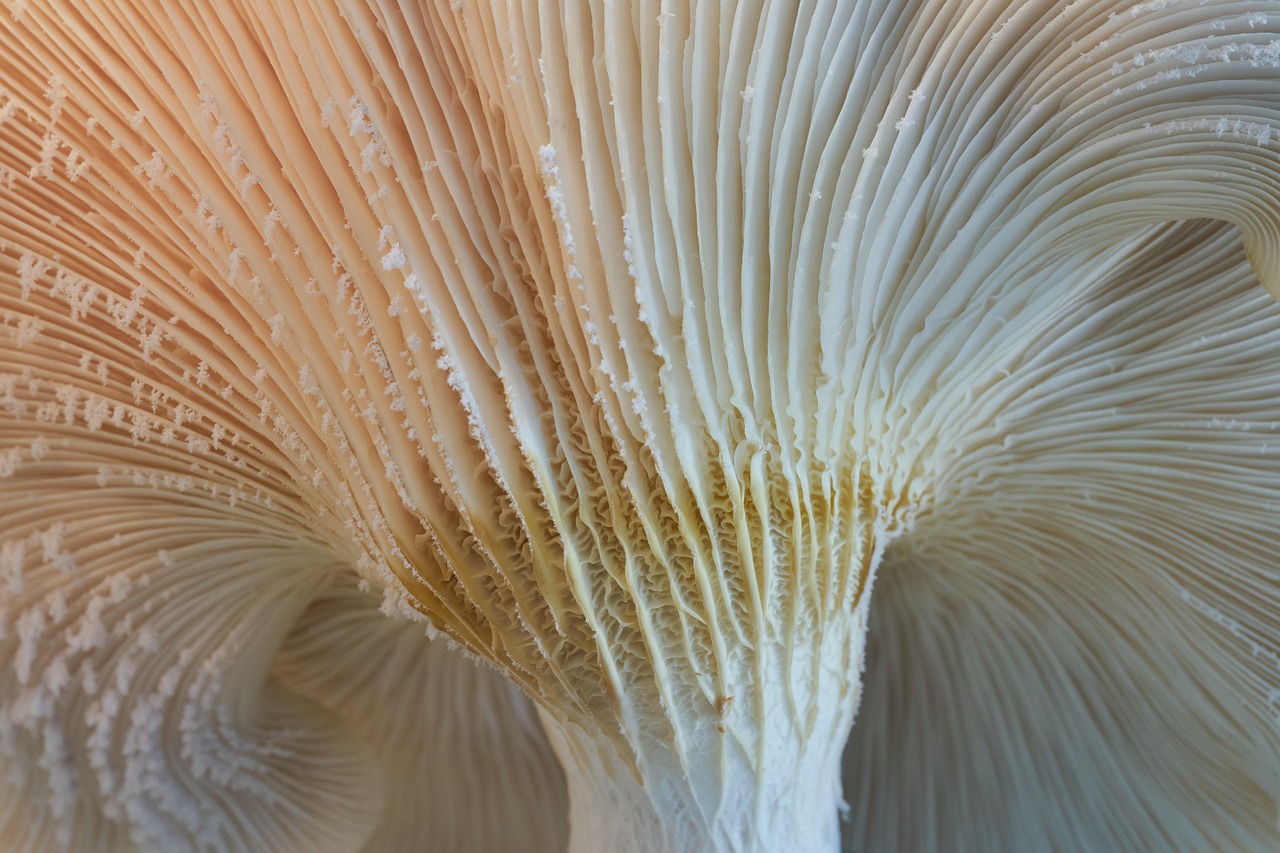 Welche Blutwerte verraten Ihr wahres biologisches Alter?