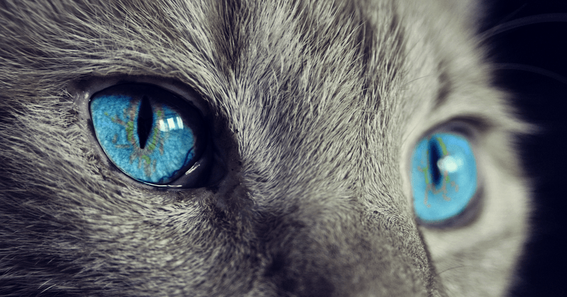 Können Katzen Farben sehen? Die überraschende Wahrheit