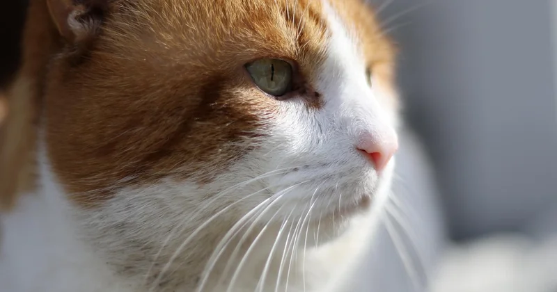 Wie sieht die Katze den Menschen?